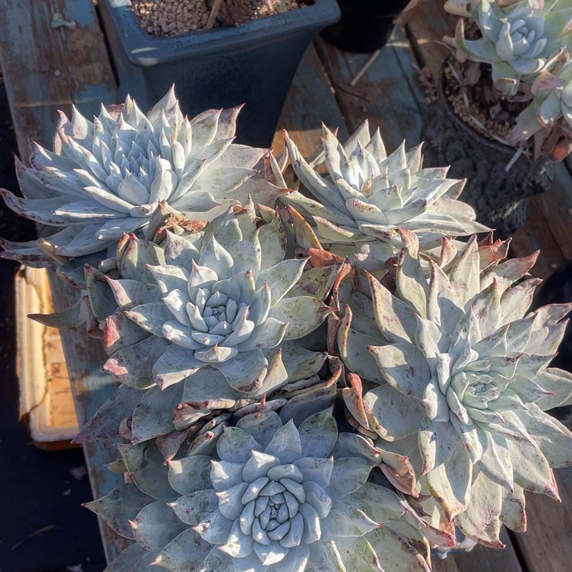 【闪购商品】赛丽娜大老庄