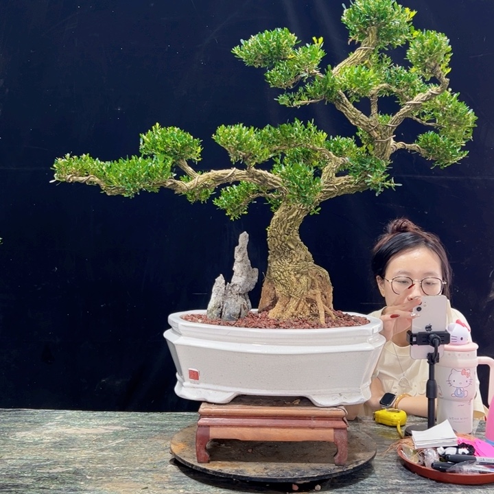 无花朵皱皮黄杨四季常绿