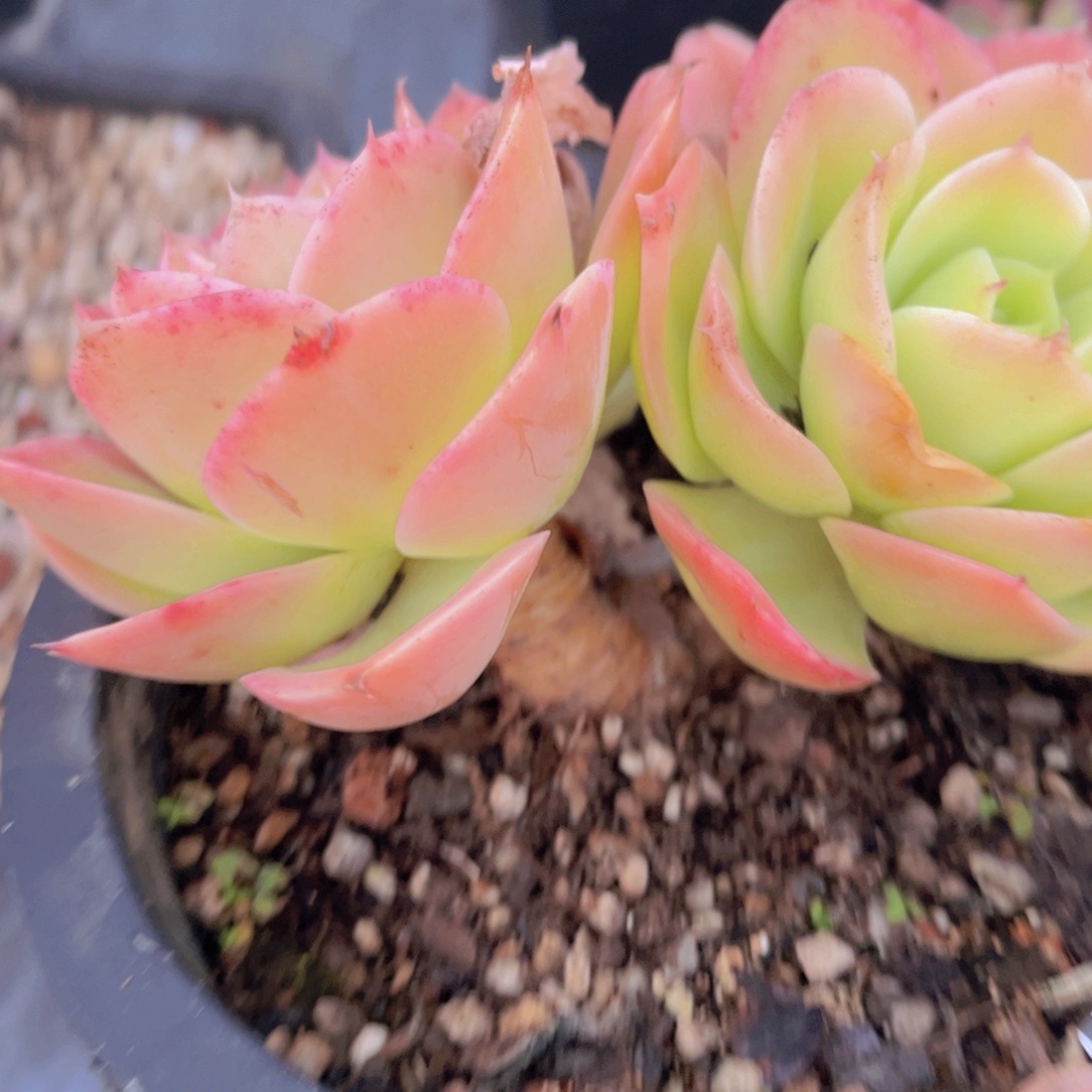 星纳塔01110多肉植物