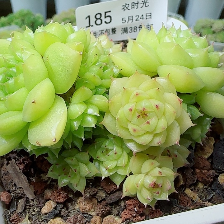 【闪购商品】0524-185（优选麦杆）
