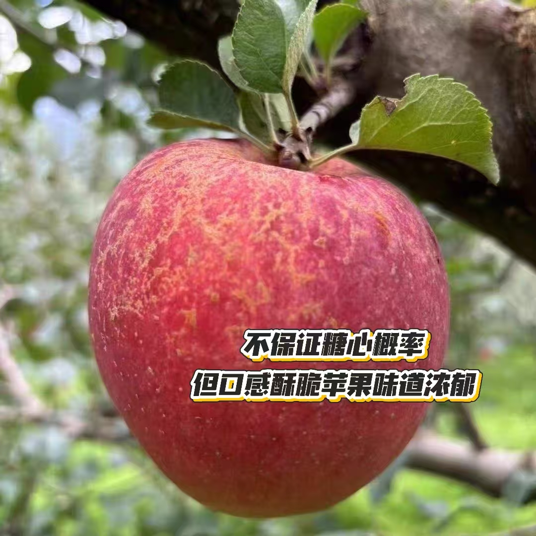 【京东包邮】红苹果四川汉源冰糖心新鲜好吃脆甜可口丑苹果6斤装