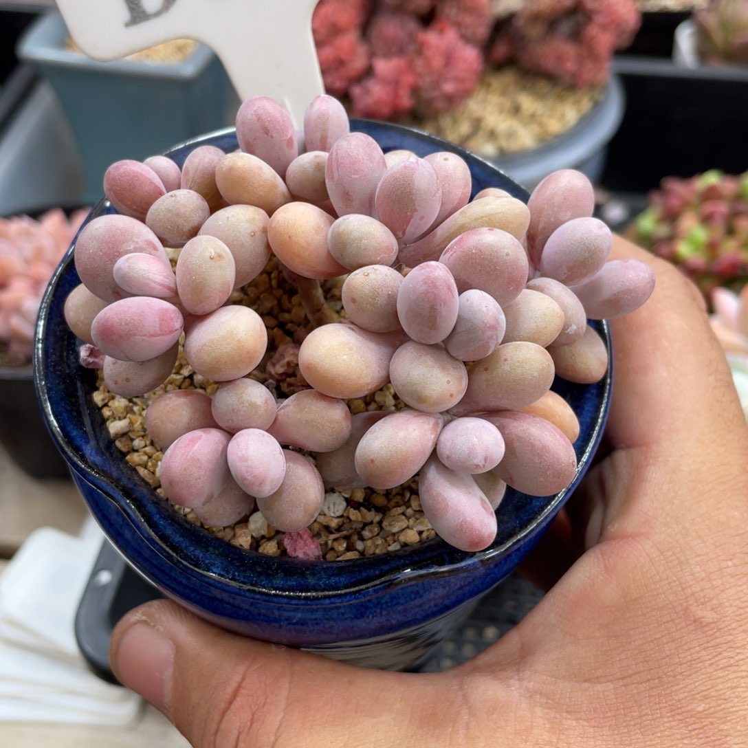 043桃蛋不带盆8厘米