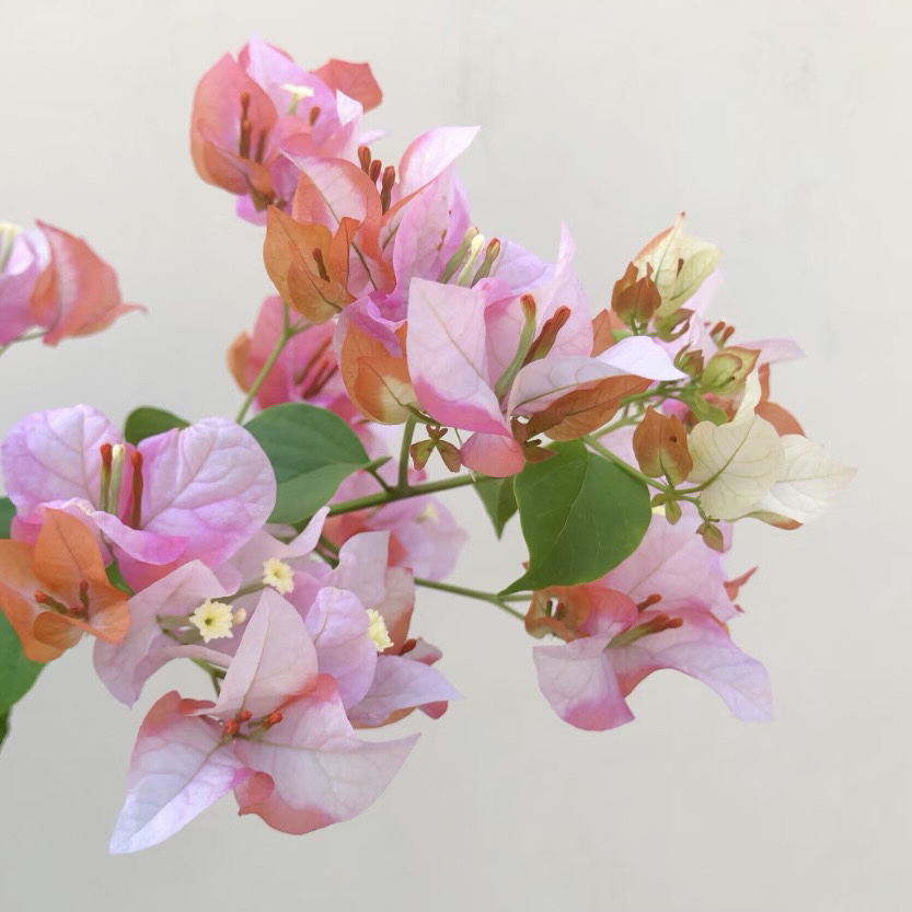 【橙口红】勤花品种三角梅·原盆原土·带花带叶发货