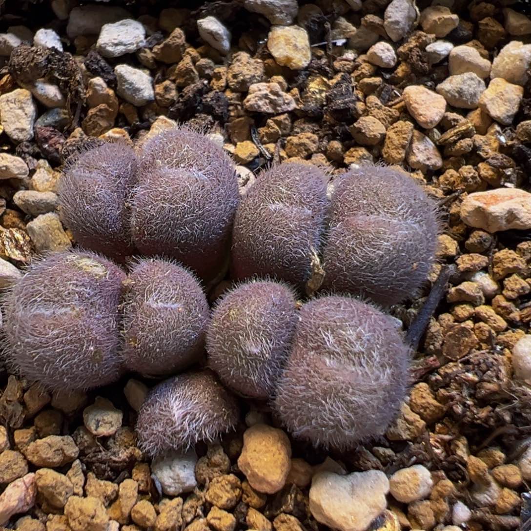 23多肉植物百科毛球