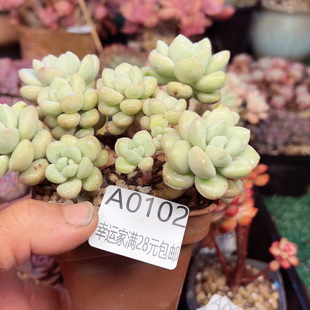 幸运的是我的朋友