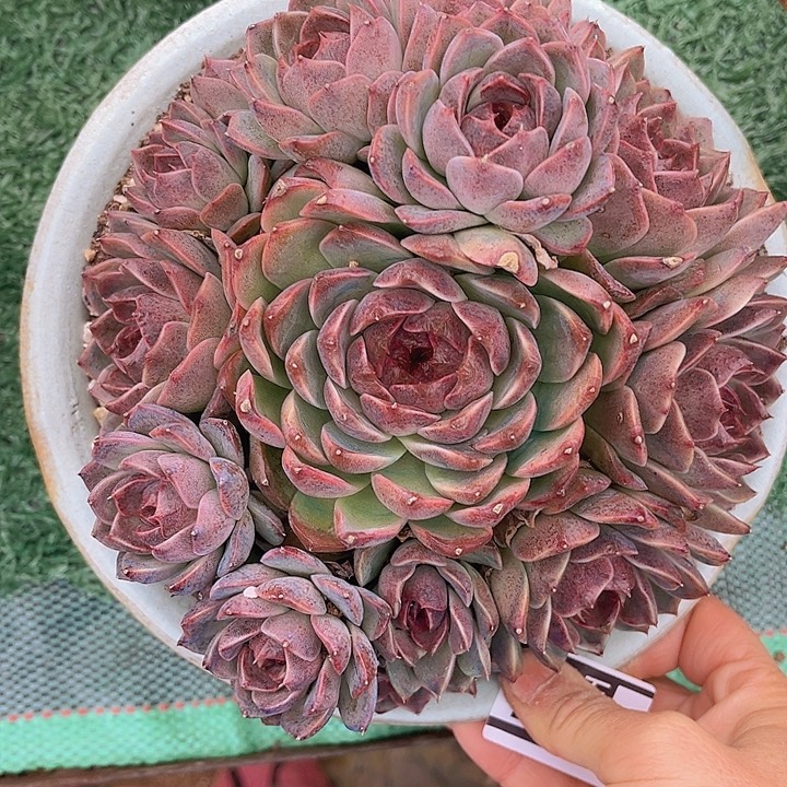 溏心暗纹杂2538多肉植物