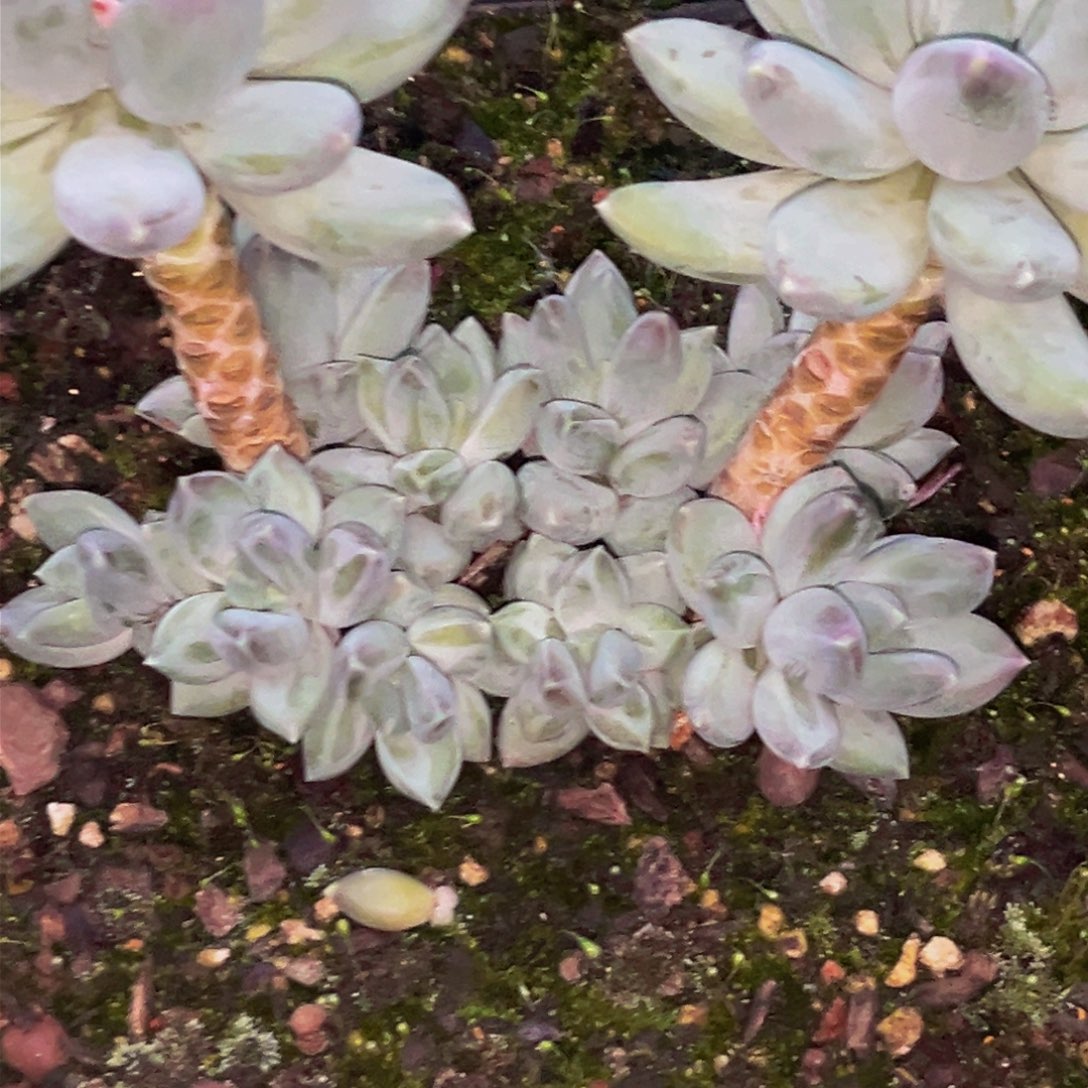2645下午多肉植物群生
