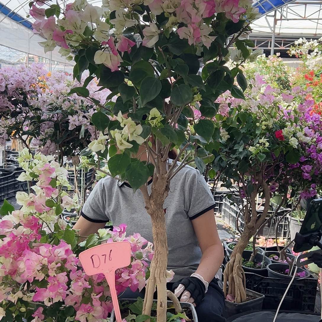 爱***子大部分花苞少量开放D76