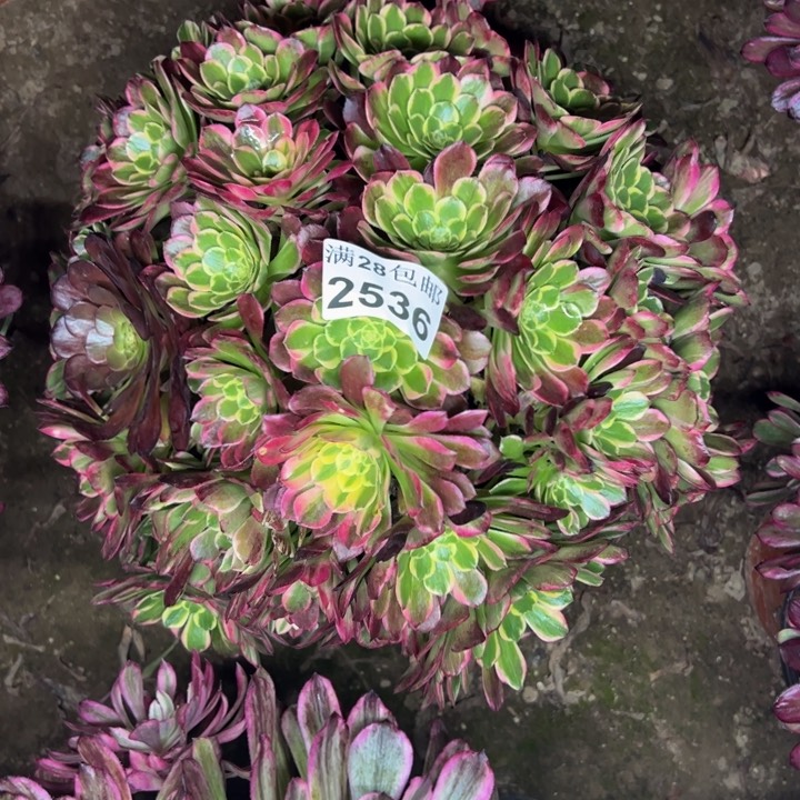 2536朝霞多肉植物