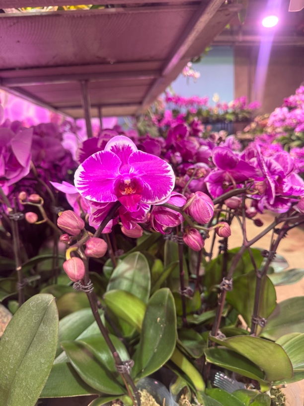 冰勇之光蝴蝶兰，单颗带瑕疵