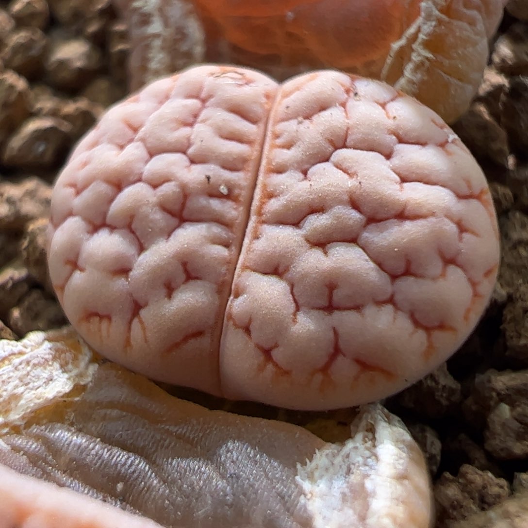 189福利特价一颗797。  