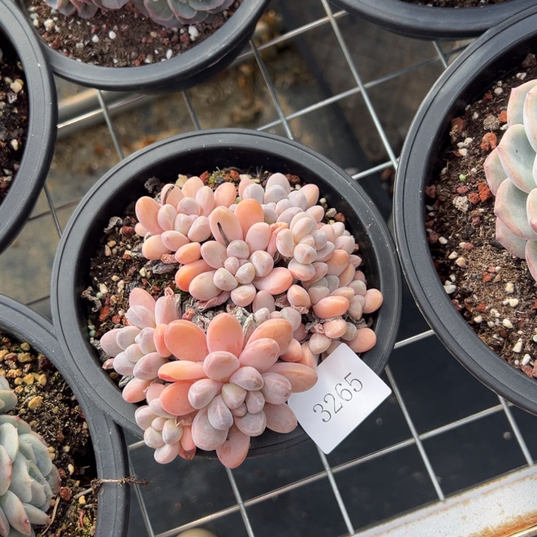 小***头3265不包整肉肉肉肉肉肉