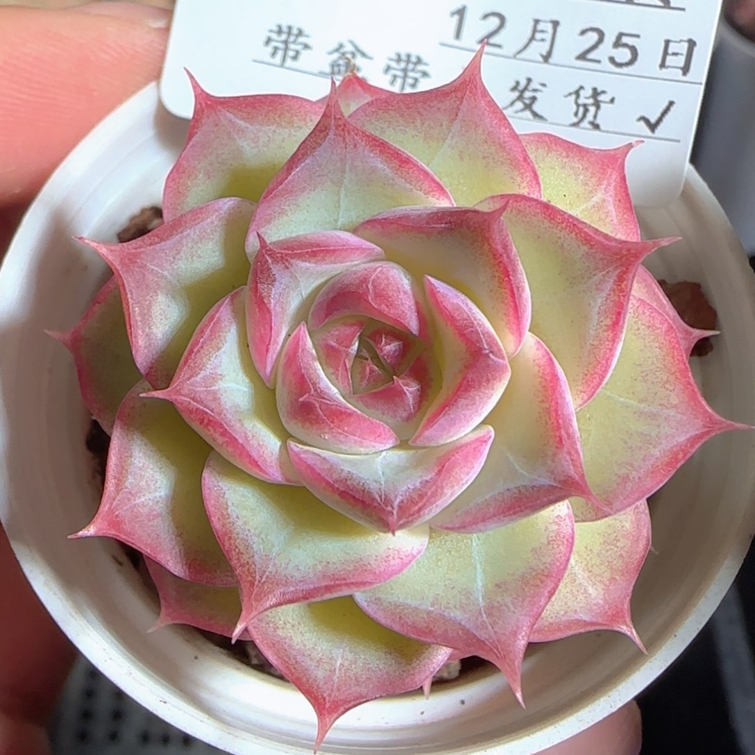 多肉1225-151女王玫瑰