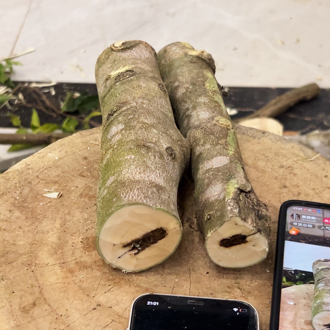 山***购奇楠沉香原木原材料