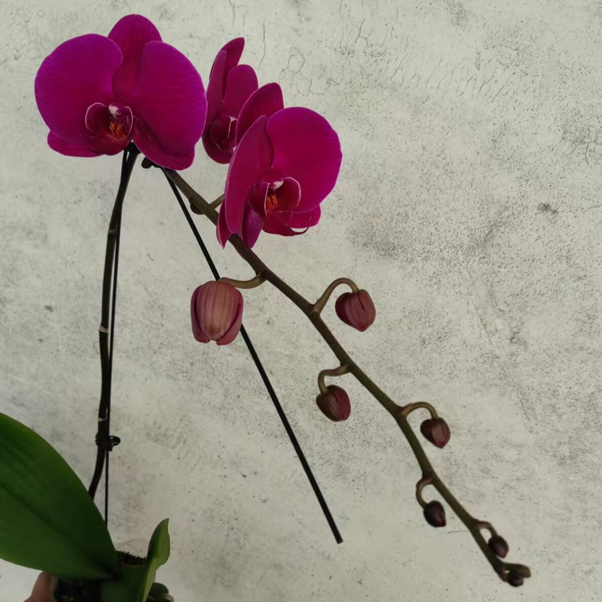 大辣椒，3.5寸杯，无花，有花剑，蝴蝶兰盆栽，叶裂不售后