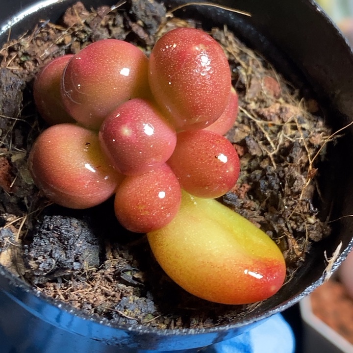 潘朵拉有锦基因多肉植物