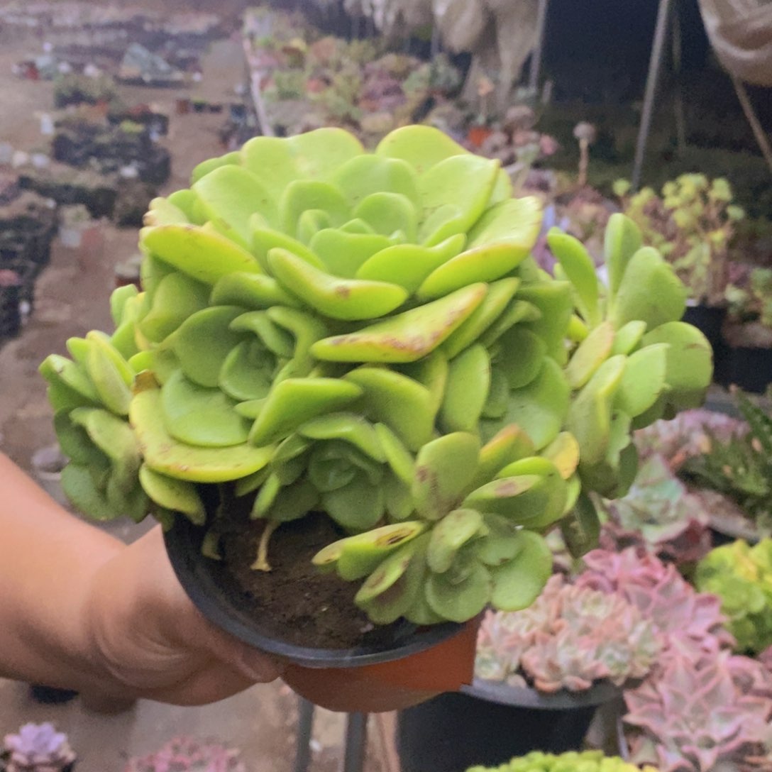 百合莉莉整桩，满18包邮不带盆土