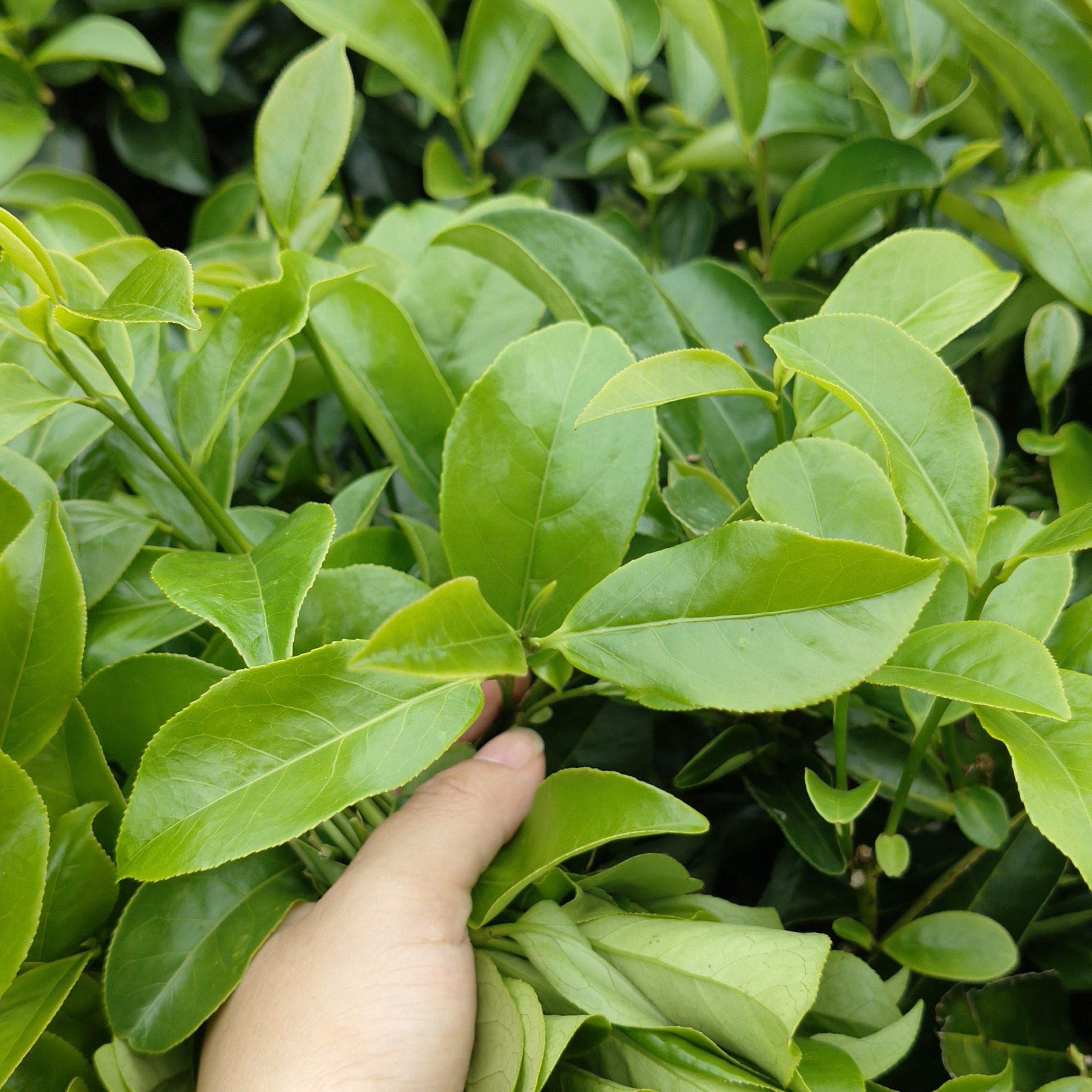 (六雪)潮州凤凰单丛鸭屎香清香型口粮茶回甘耐泡雪片鸭屎香