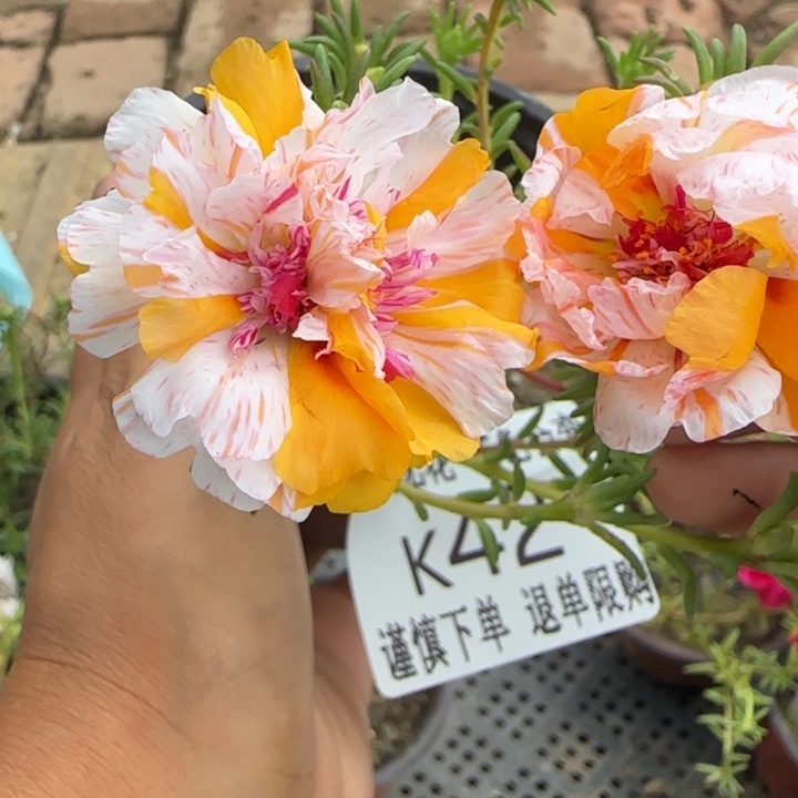 无花朵K042超小苗盆口10cm
