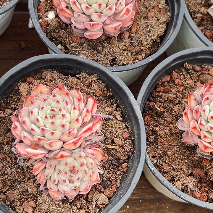 团076   三盆  蓝姬莲