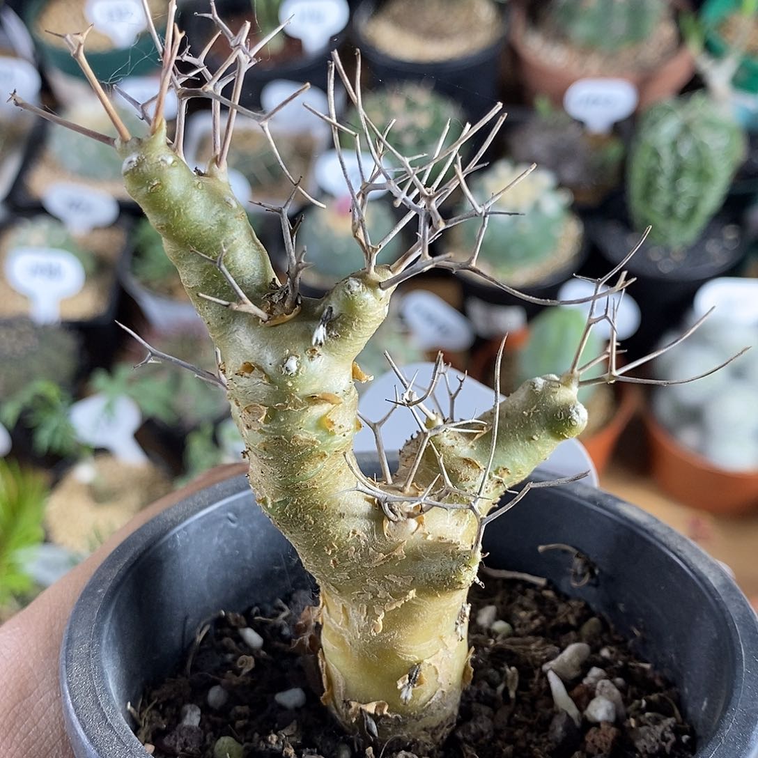 黑鬼殿厚敦菊194号 6cm