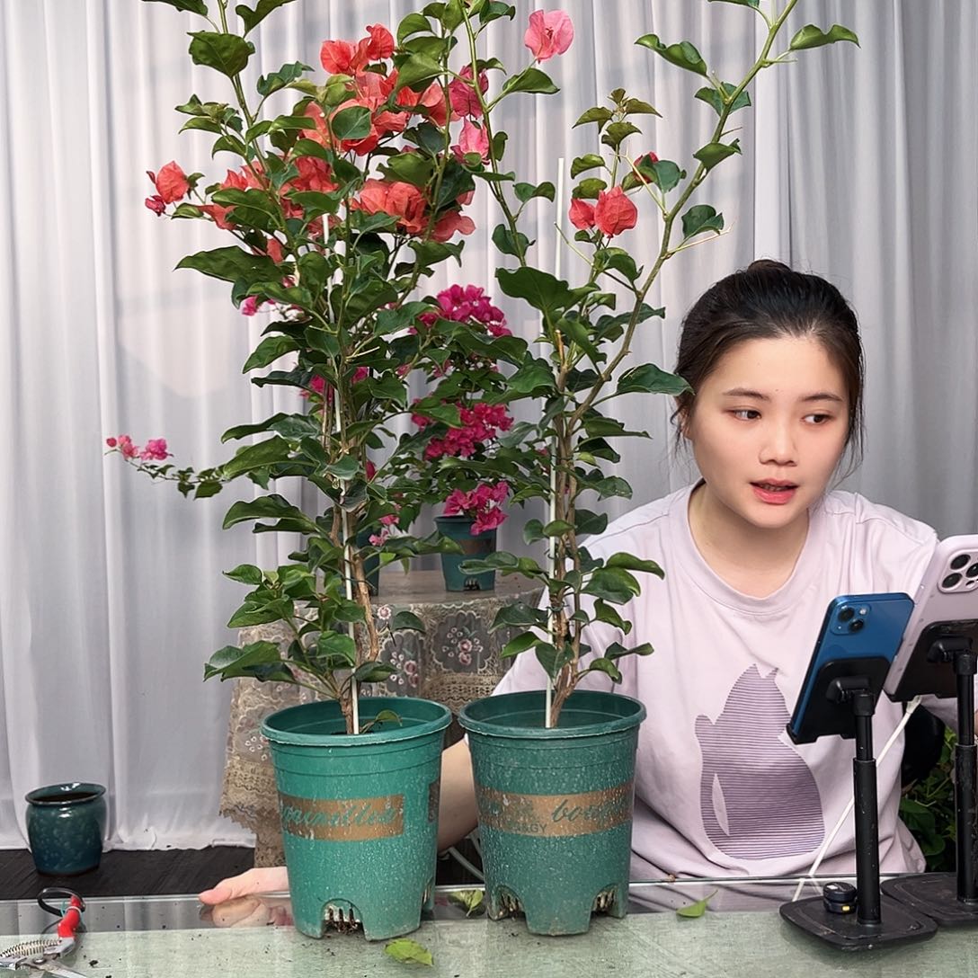 大部分开放少量花苞蒙娜丽莎日落一颗