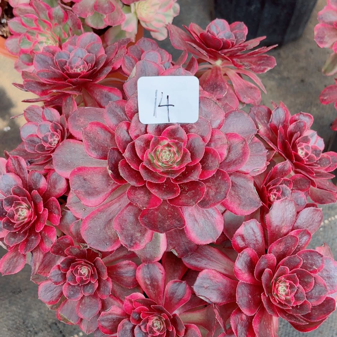 一物一拍多肉法师14