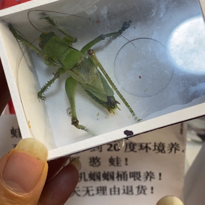 狂***雨蟋蟀我在等着你回来呀