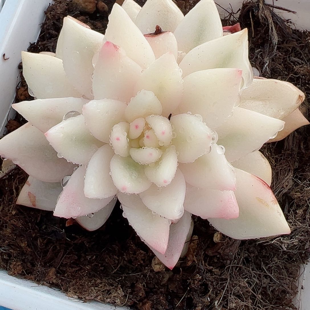 拉菲锦，超宽覆轮锦带全锦