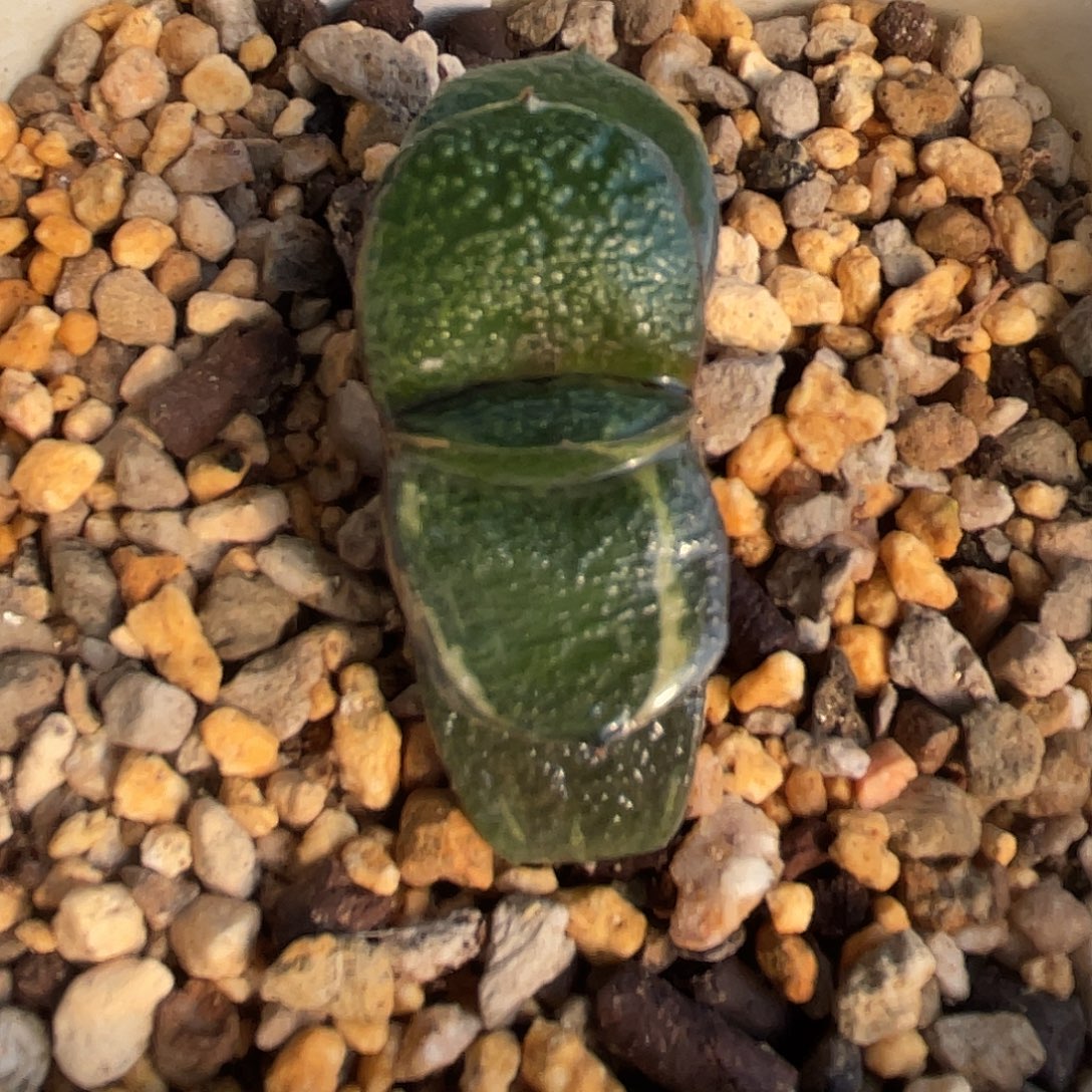 164脱土发货1111111