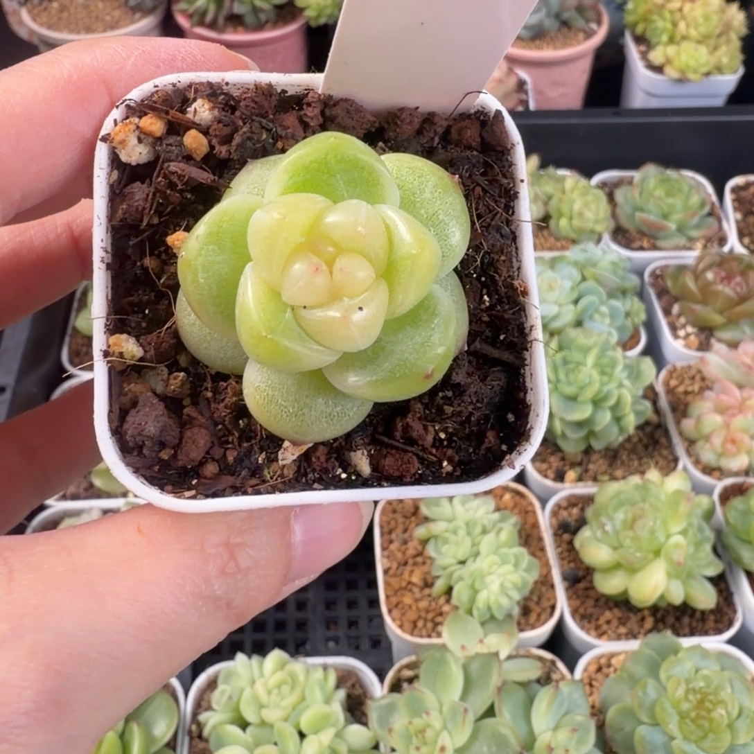 心***心心心一颗孤品珍妮包邮