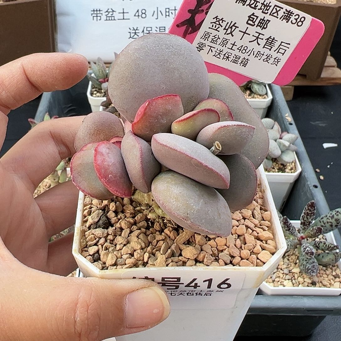 416白肌红蛋多肉