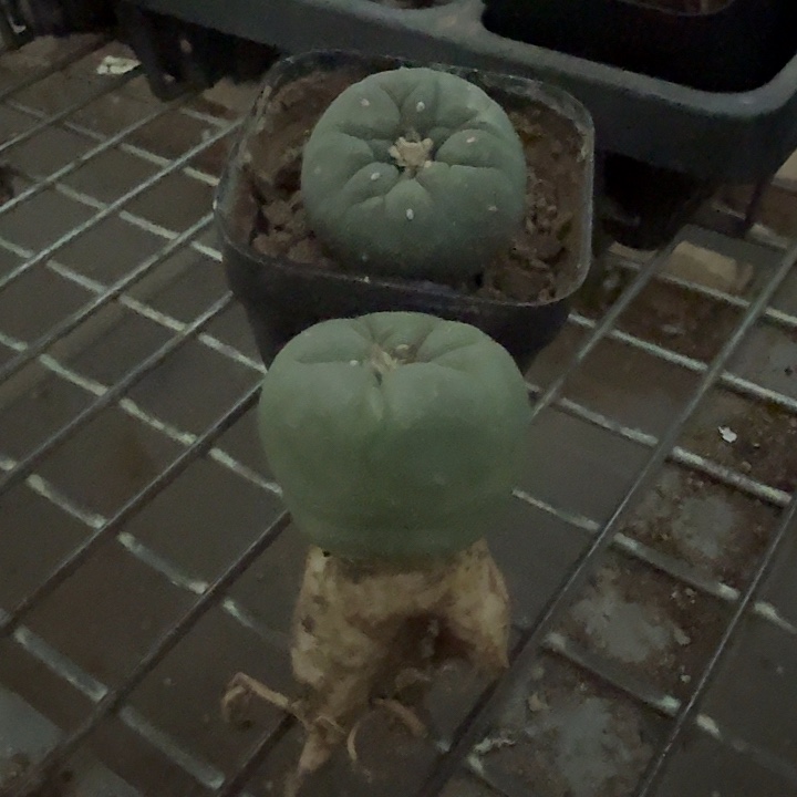 实生海鲜组合2颗仙人球