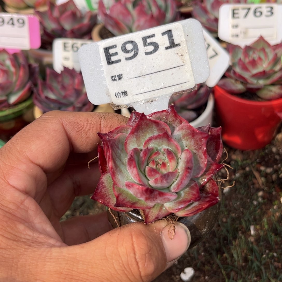 惊鸿一瞥951号多肉