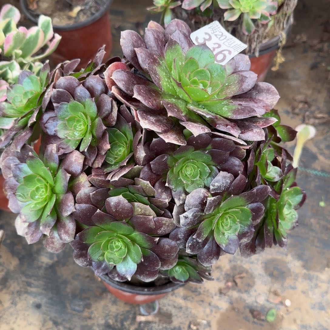 赤焰莲336满20包邮断枝不包