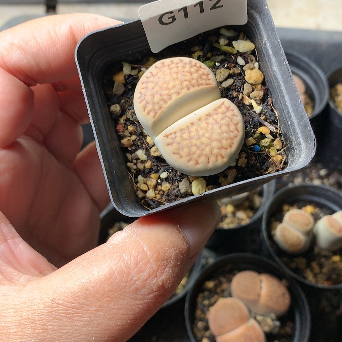 忘*G112多肉植物保护研究所