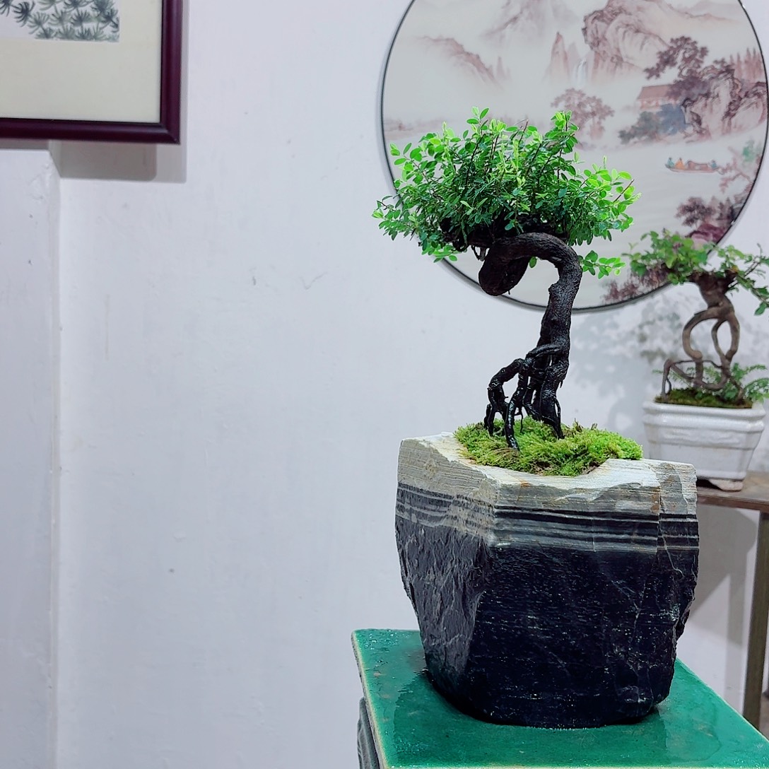 当前无花栽培后可以开花