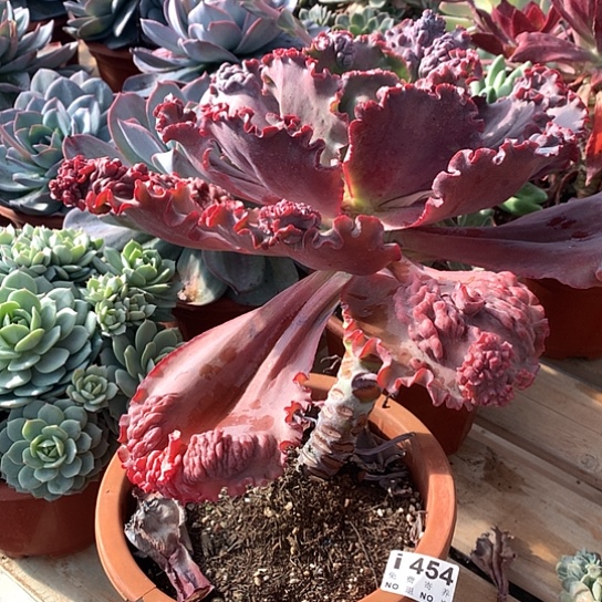 包菜454 偏远不发 亏本处理退款拉黑7-8天发货