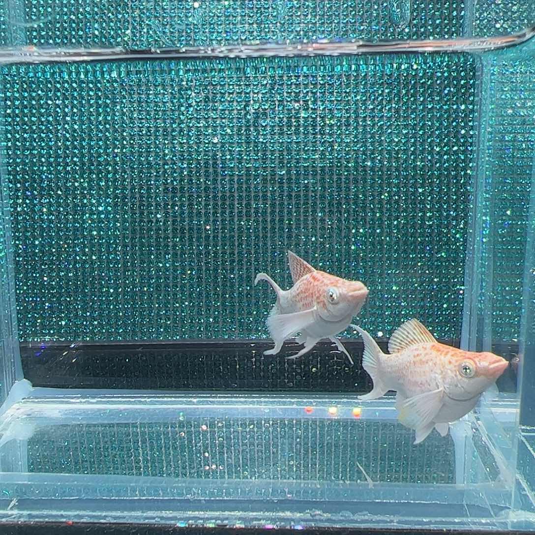 孔雀鱼麒麟钻石眼