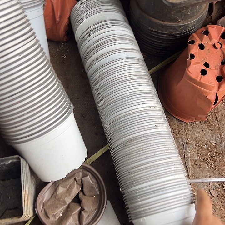 白色育苗盆口径10福利70个