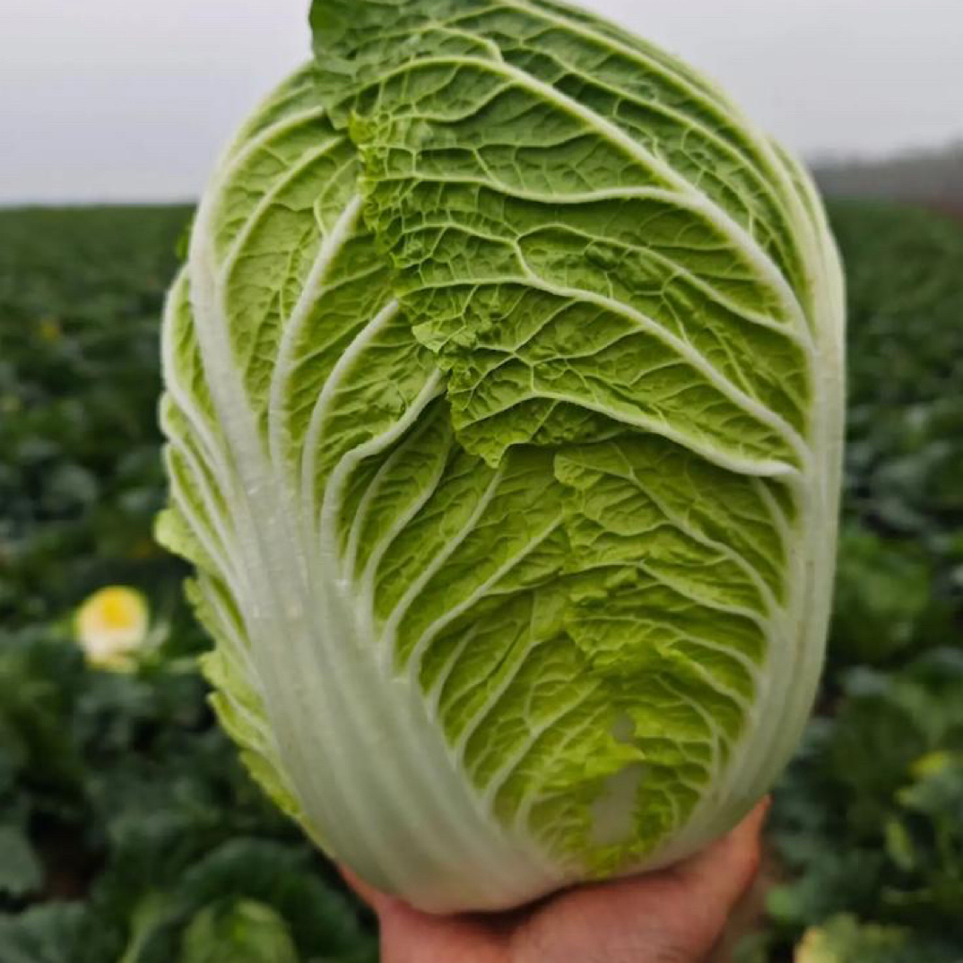 东北霜打大白菜好吃可口黄心大白菜