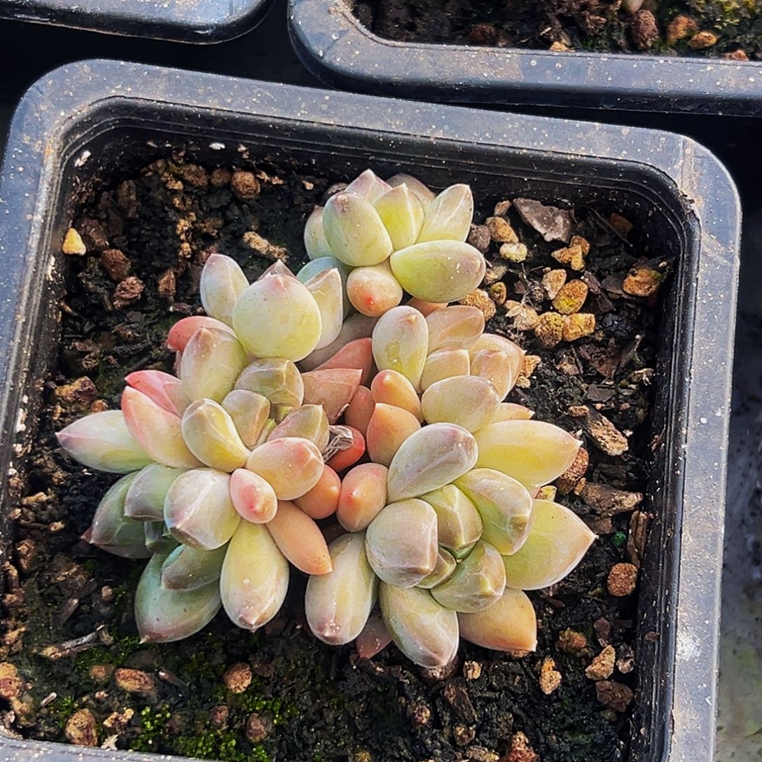 桔云多肉美人精品系列