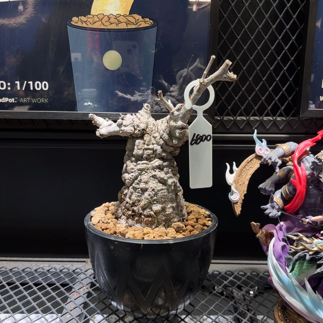 象足漆树建议寄养