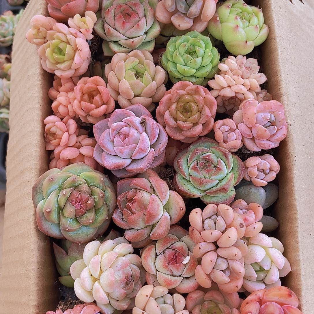 0000000001量拍保底20颗