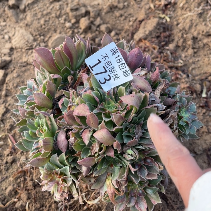 173光辉七彩缺水2