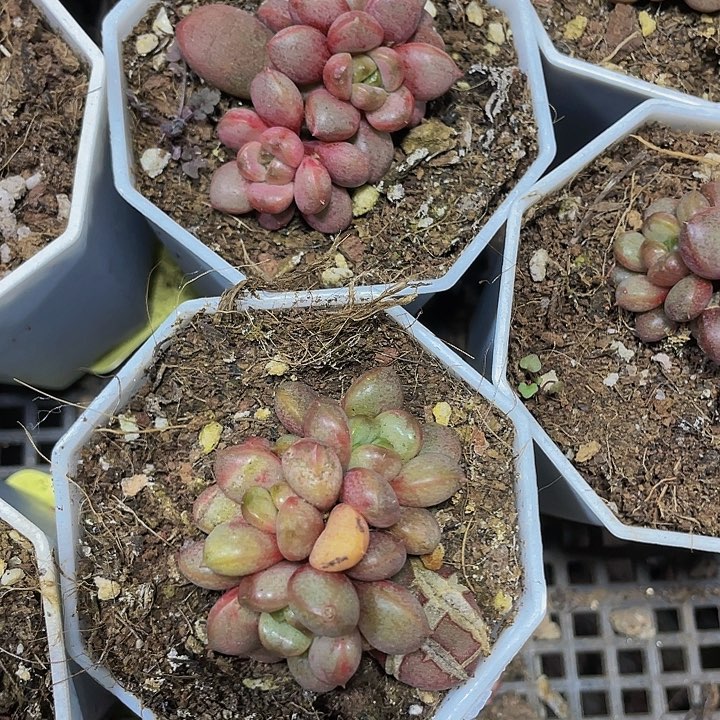 八角盆葡萄群带盆