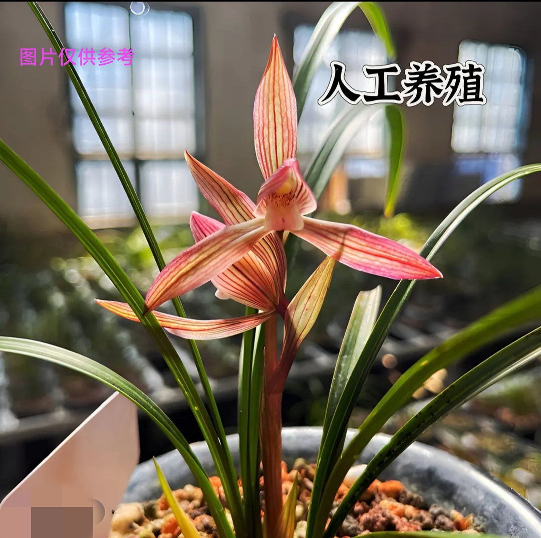 春剑无机贵州高山现实兰花（图片仅供参考）一物一拍兰花盆栽