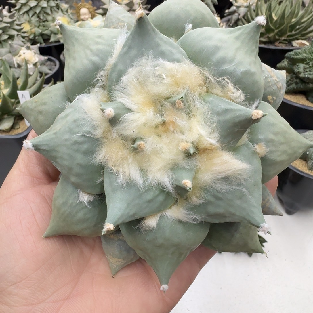 实生蓝皮岩牡丹，冠幅14.7cm