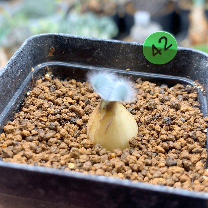 毛叶石蒜母本带盆