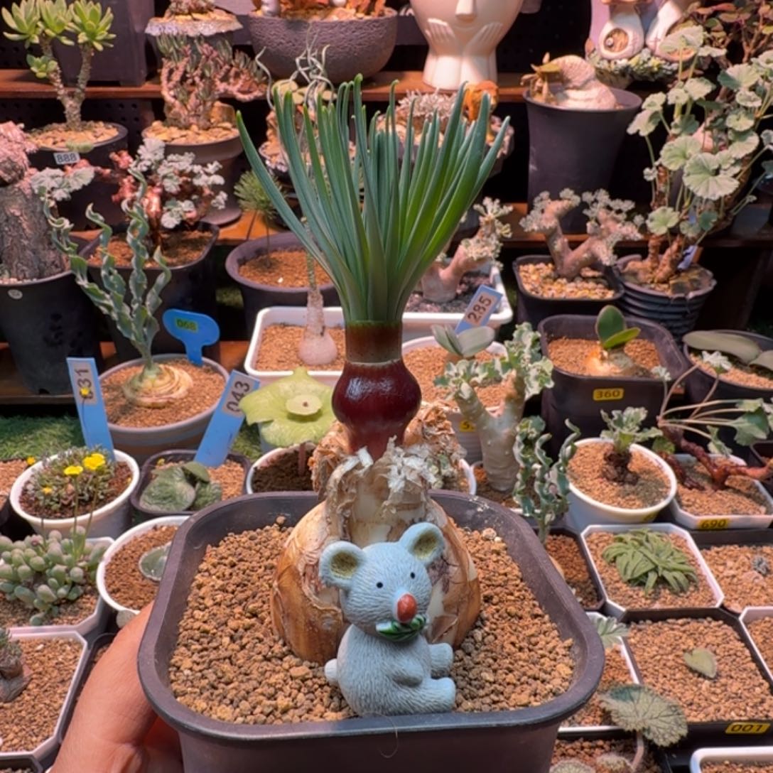 奶***鼠G N弹簧草88 仙人掌